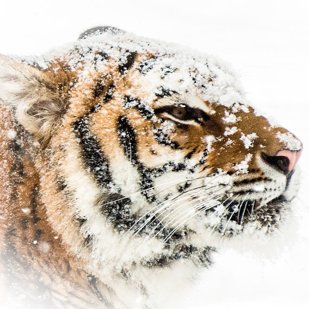 Siberian Tiger in Snow